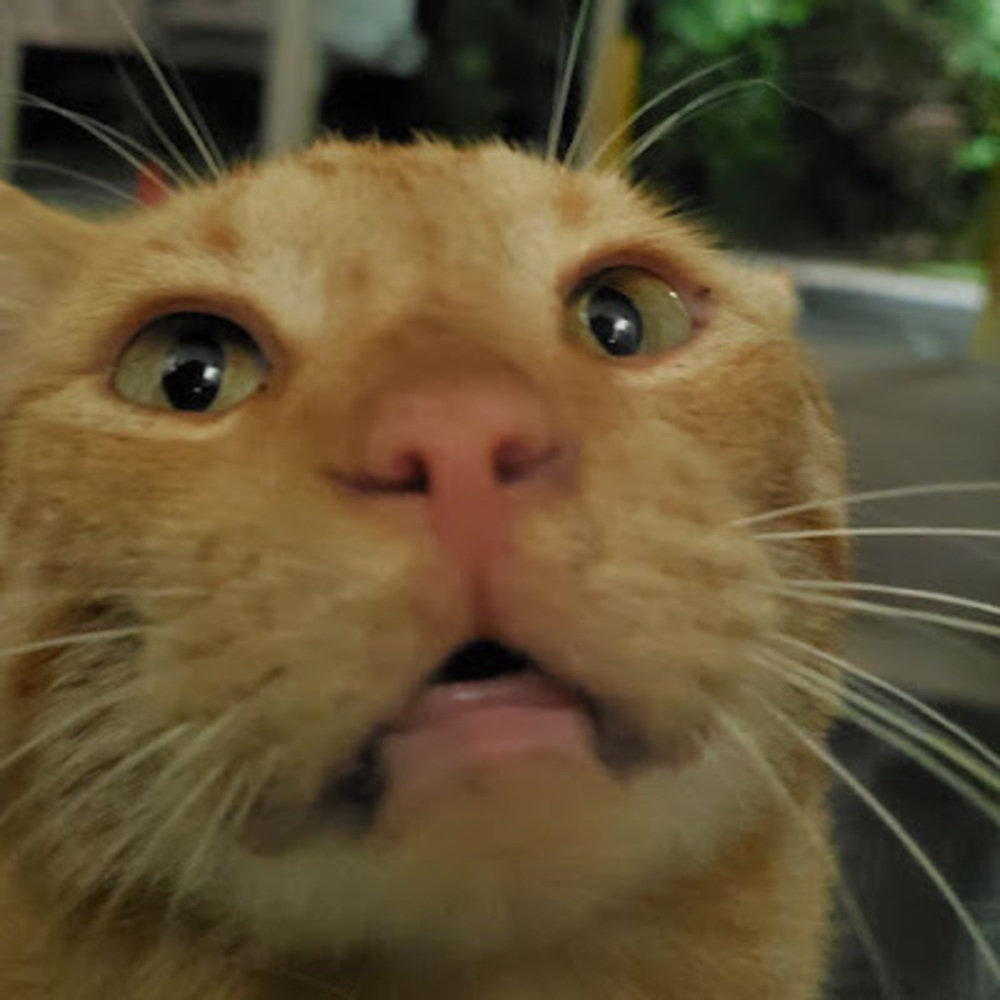 Meet your Posher, Allison